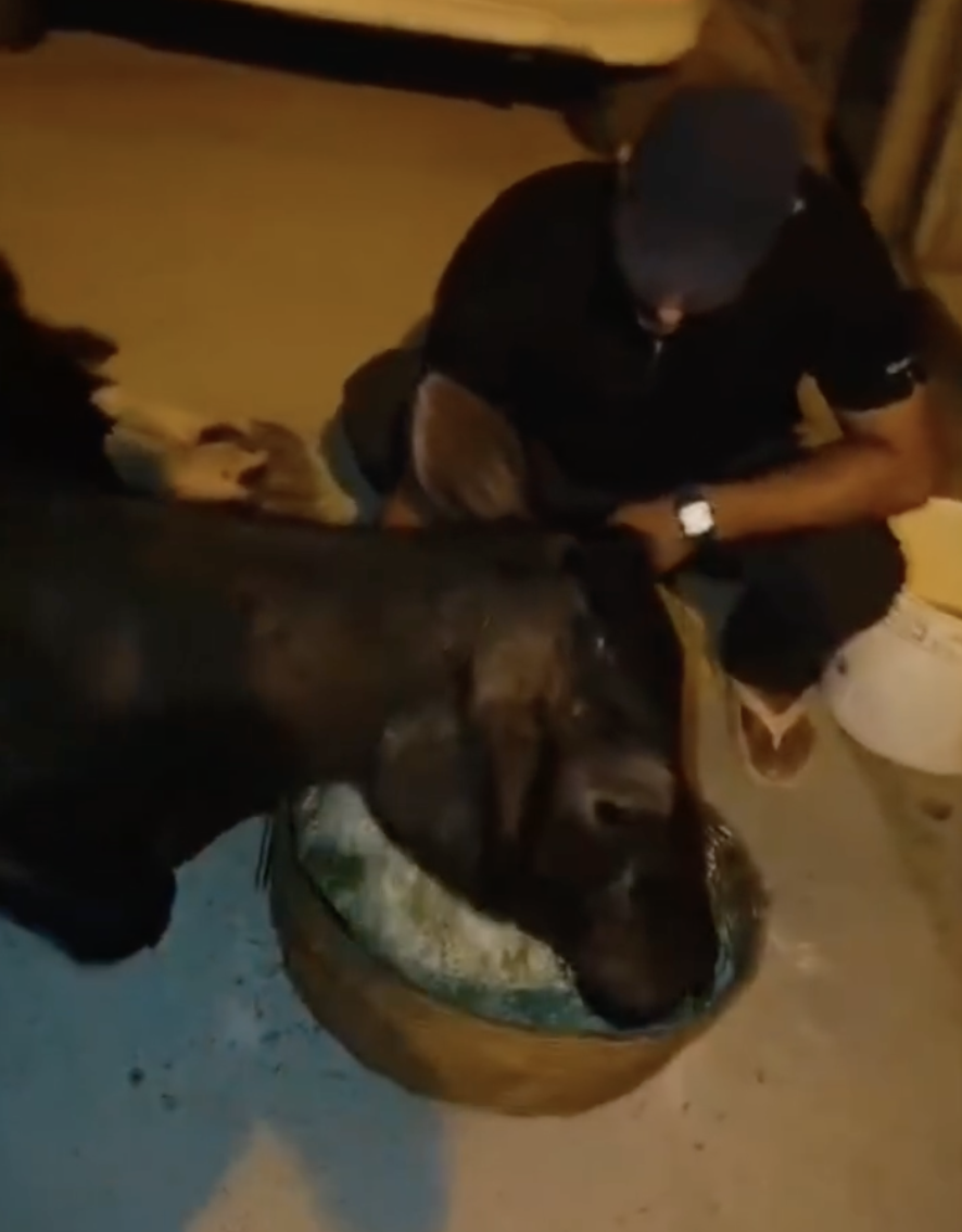 Feed a Cow