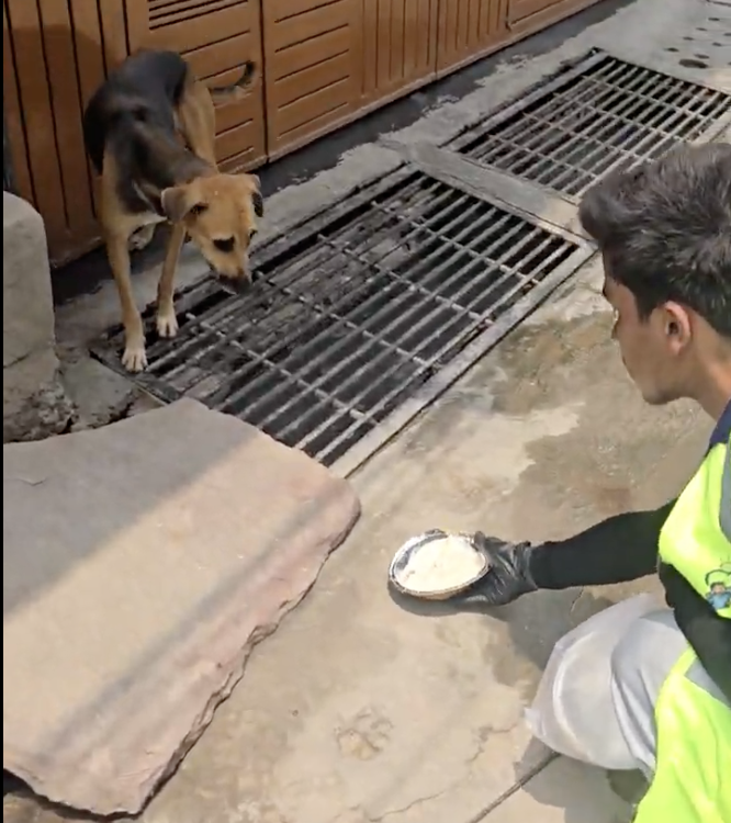 Feed a Stray Dog