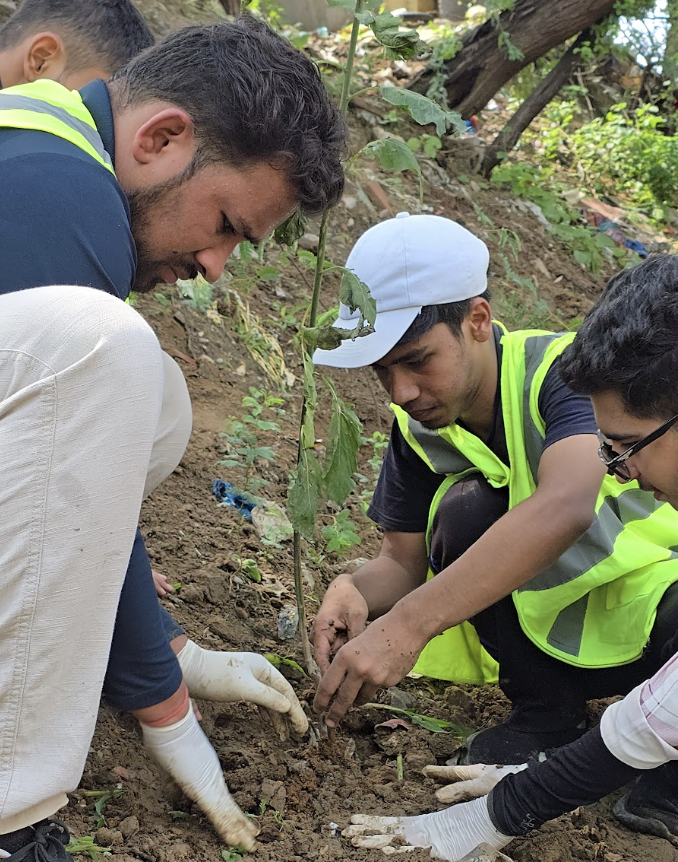 Plant a Tree